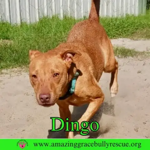 Dingo photo 2