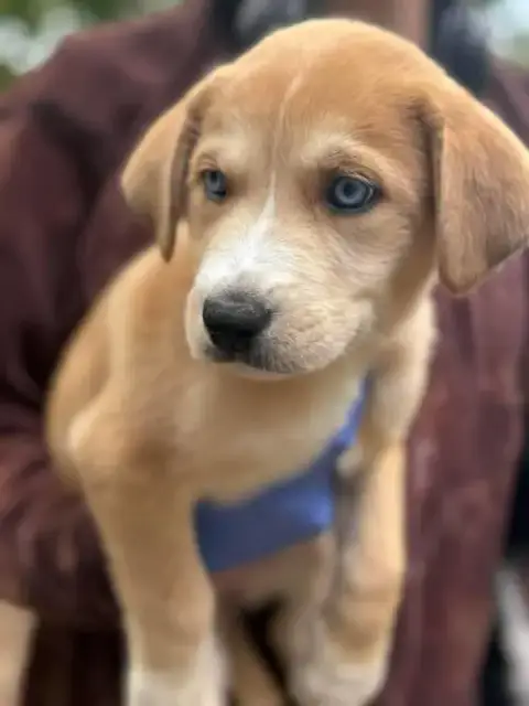 Maple