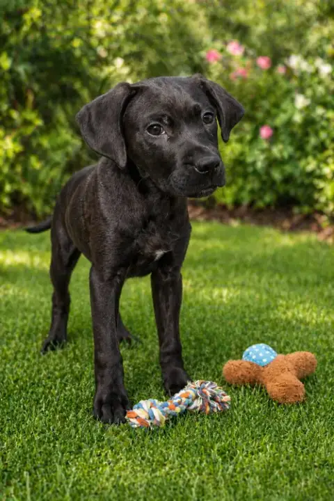 Frankie