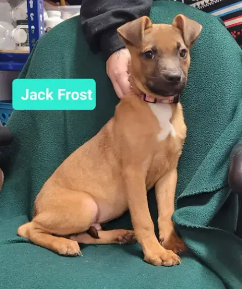 Jack Frost photo 4