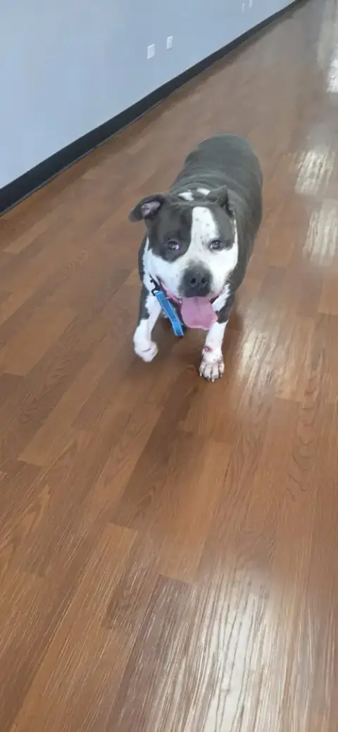 Toby