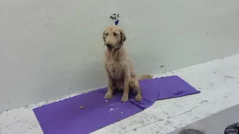 Ginger
