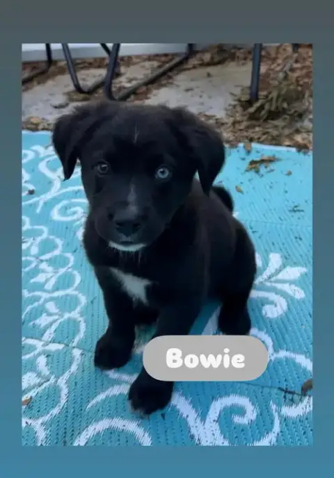 Bowie photo 3