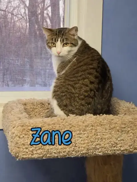 Zane photo 2