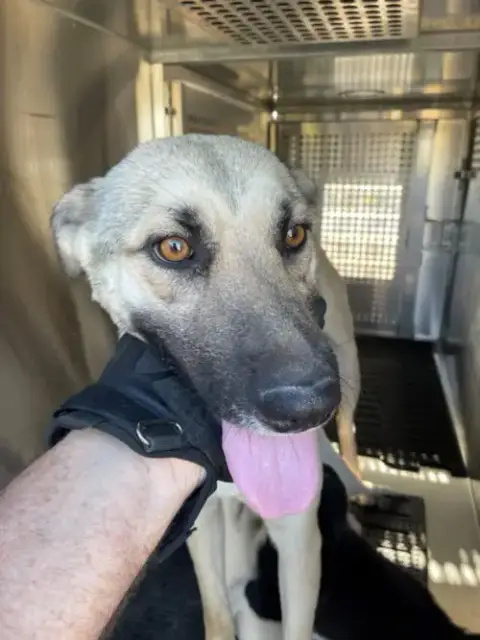 *Dakota