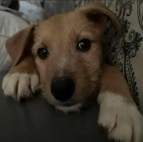 Roscoe photo 4