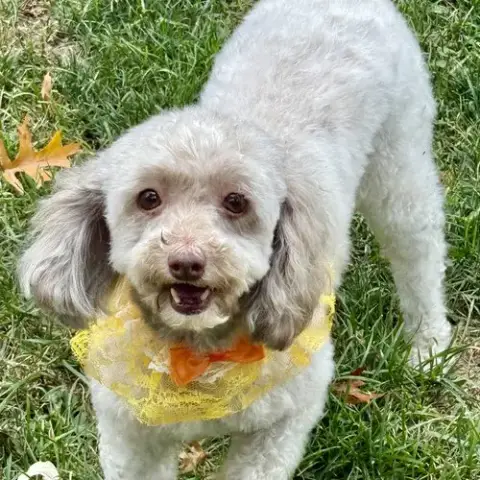 Tootsie photo 4