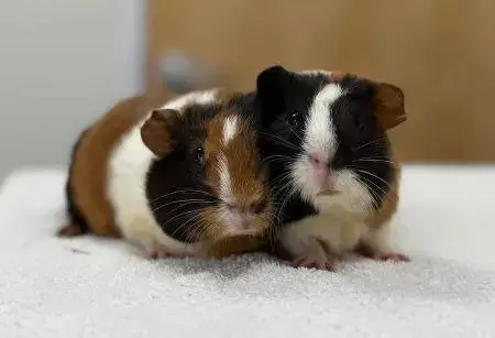 Maru & Gabby