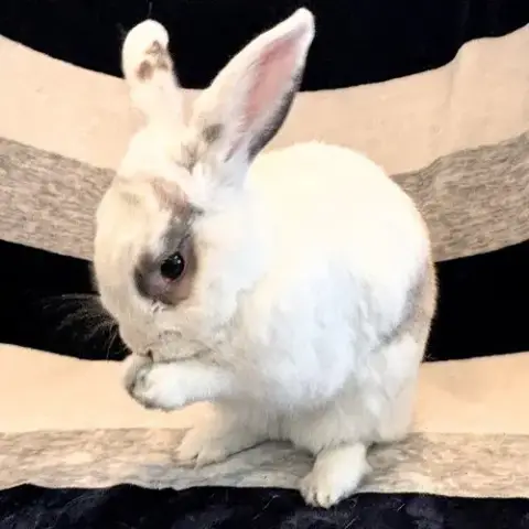 Pepper