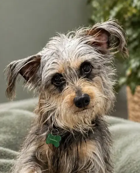Suki