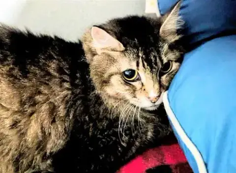 Callie