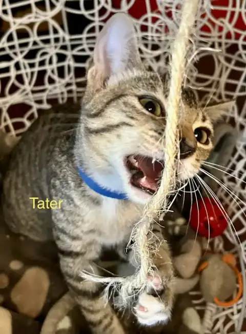 Tater photo 3