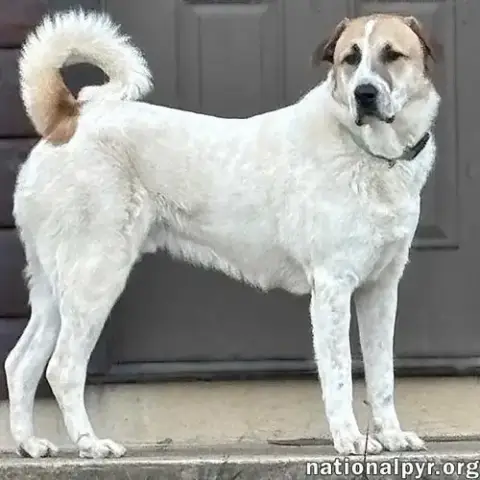 Buster In Va