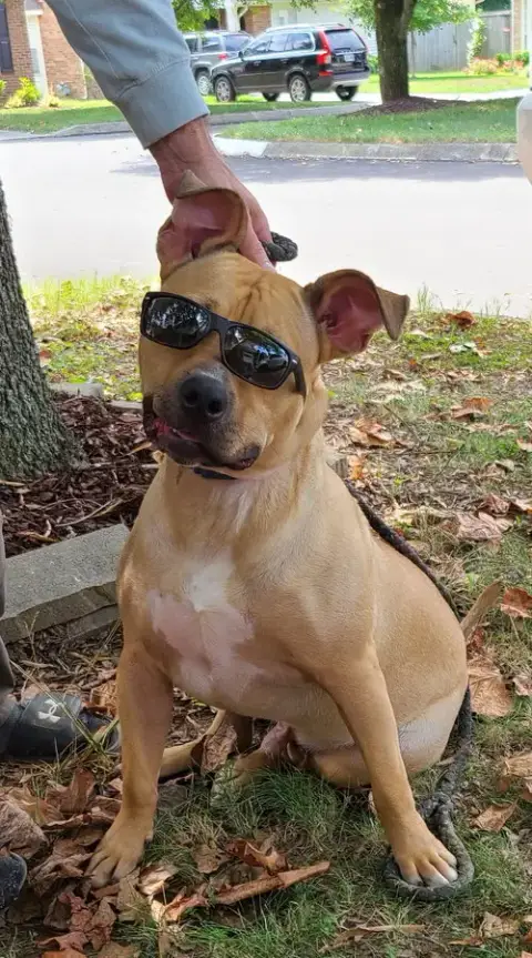 Archibald