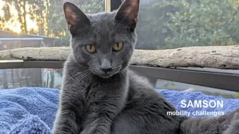 Samson