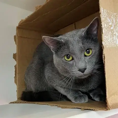 Mateo