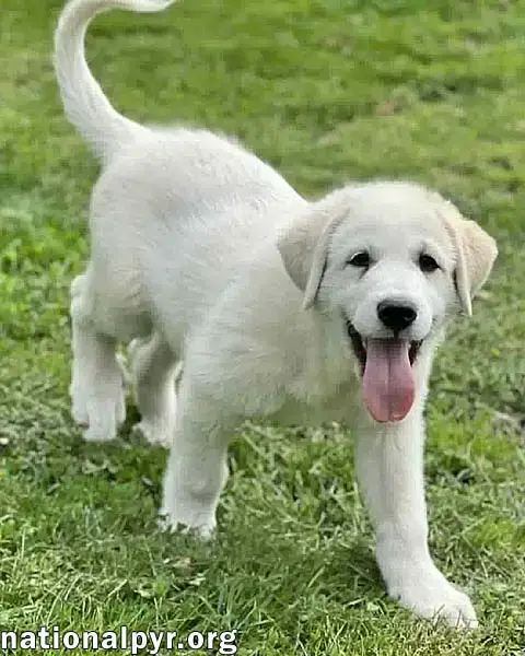 Shulker In Oh photo 2
