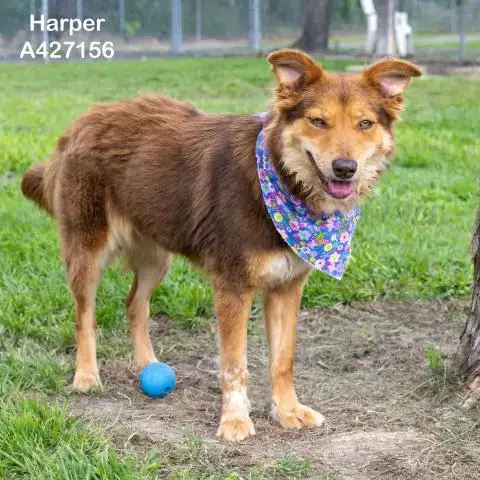 Harper