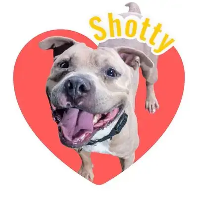 Shotty