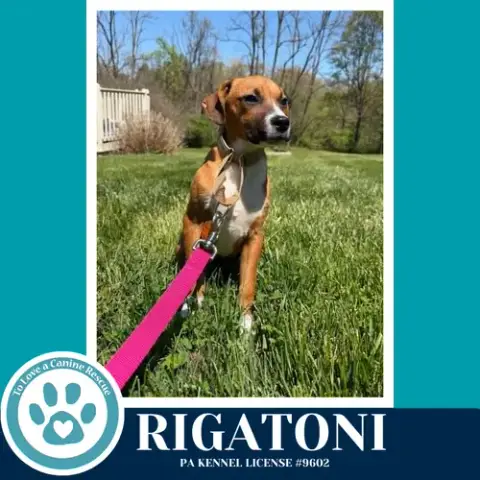 Rigatoni photo 2