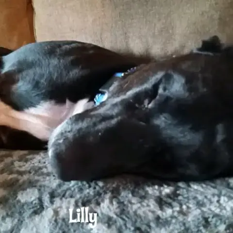 Lilly photo 4