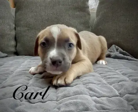 Carl photo 5