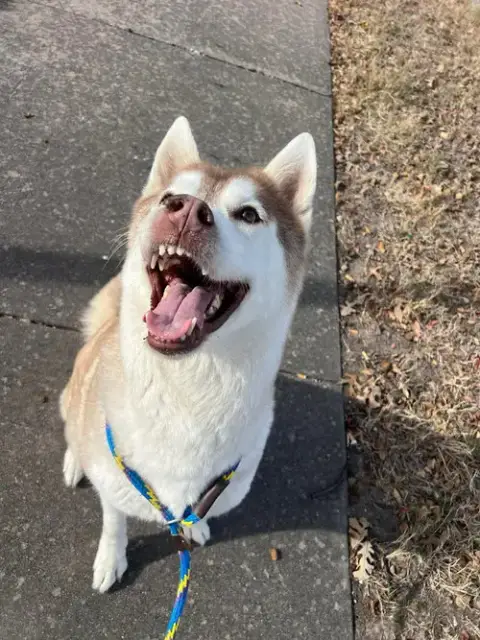 Sasha photo 5