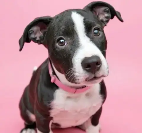 Daisy Lou