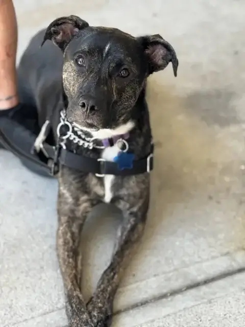Archie