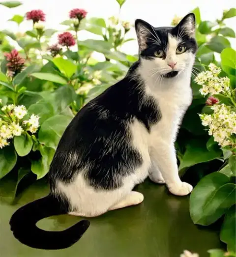 Nala photo 3