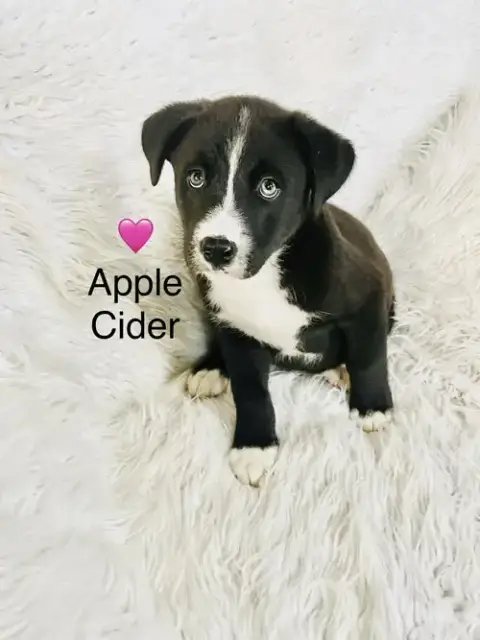 Apple Cider photo 2