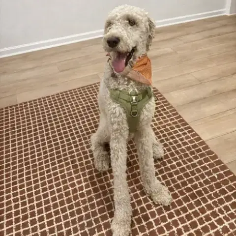 Teddy
