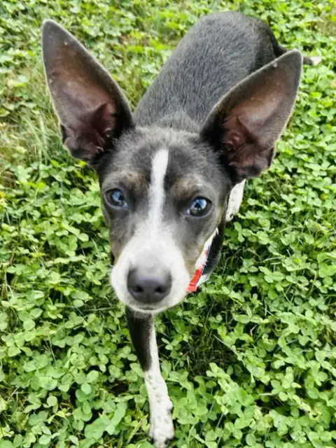 Angel Rat Terrier