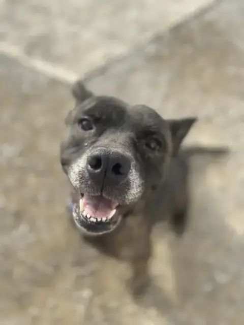 Anyra