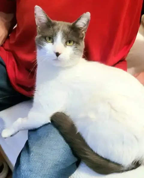 Rhiannon
