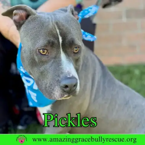 Pickles photo 5