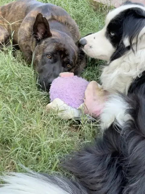 Buddy photo 3