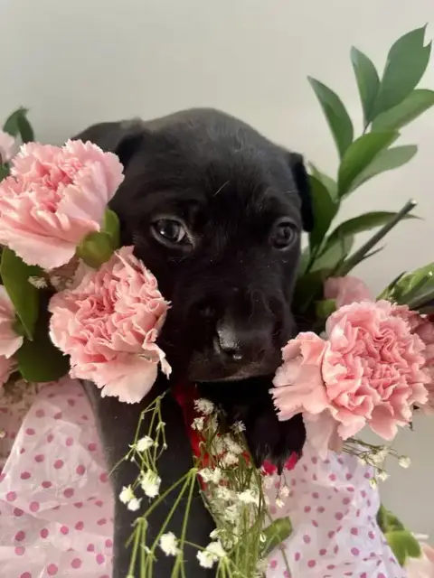 Booktok Fantasy Litter photo 4