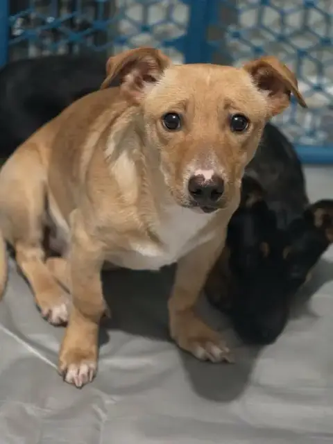 Charlie And Cody. Bonded Dorgi Brothers photo 4