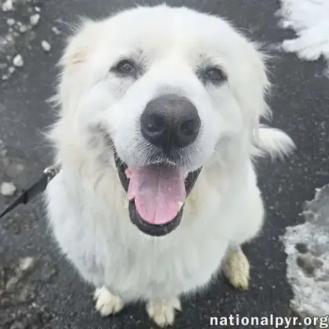 Gus In Nj