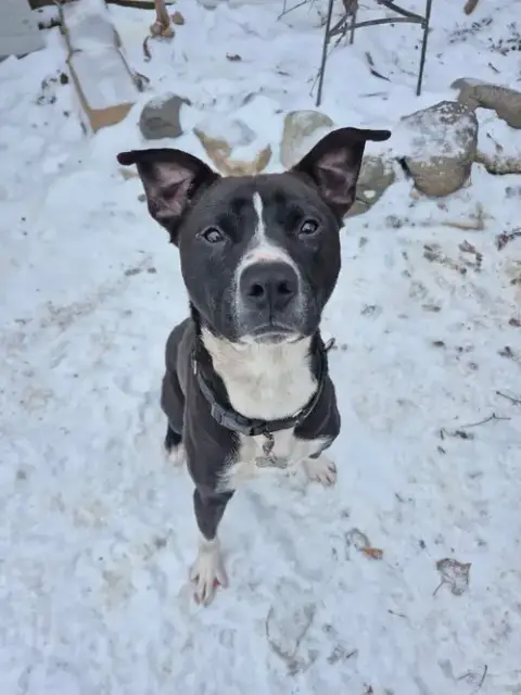 Ace