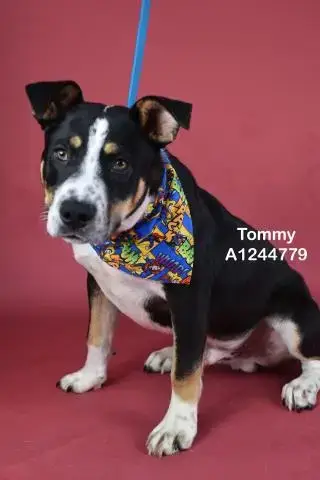 *Tommy