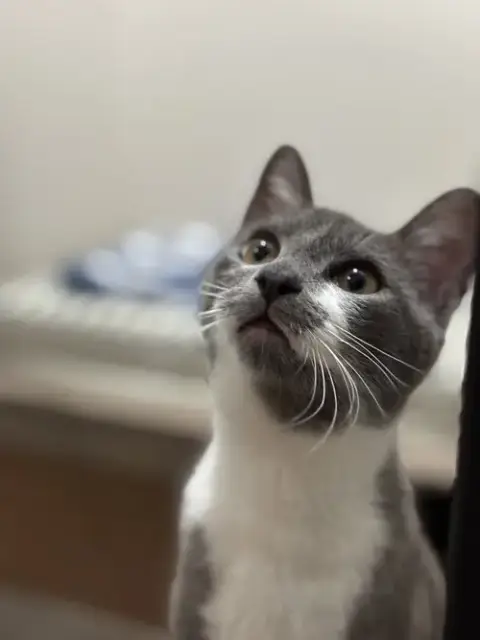 Gabriel