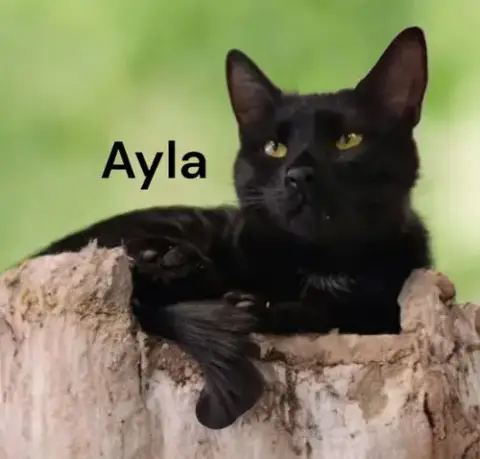 Ayla photo 2