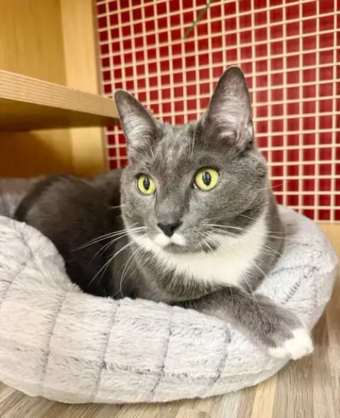 Icarus *Featured At The Petco In Columbia