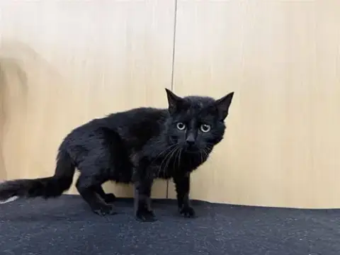 Vader