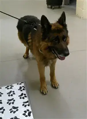 Oso