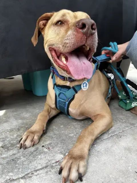 Scooby Doo