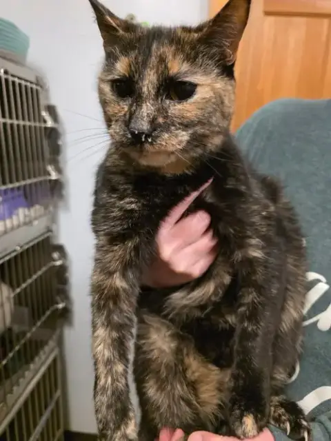 Lulu