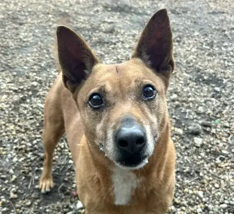 Harvey
